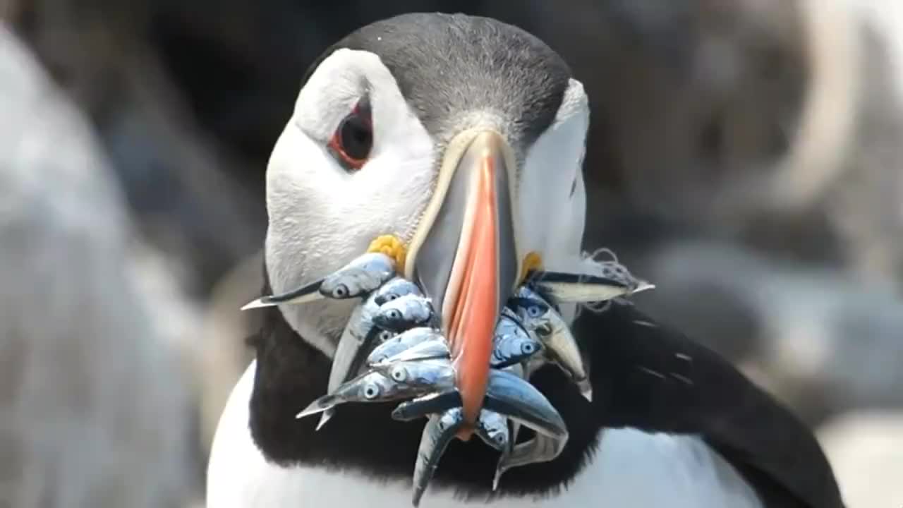 别看这鸟个头不大,吃鱼的本事真不是盖的,太厉害了