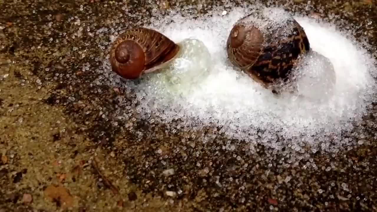 为什么在蜗牛身上撒盐,会"滋啦"一声化成水?做个实验看结果!