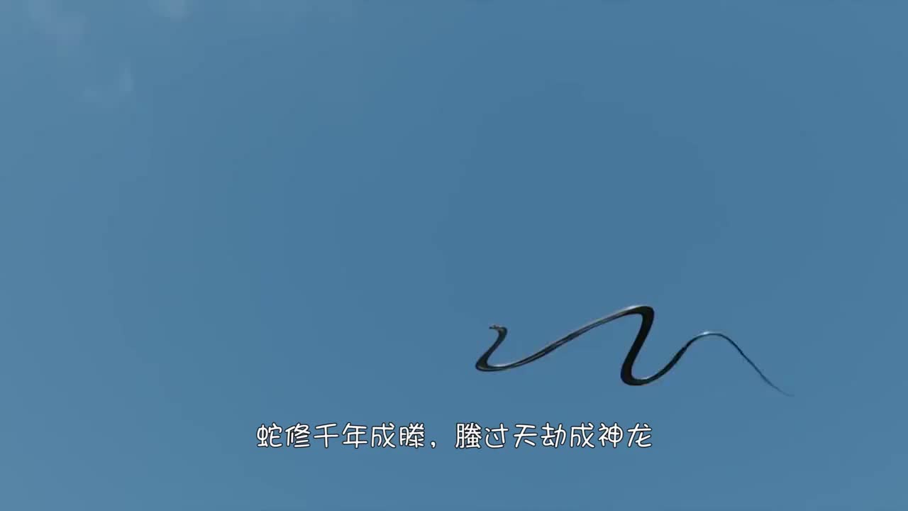 东南亚惊现"螣蛇",没有翅膀但却能飞,实在不可思议!