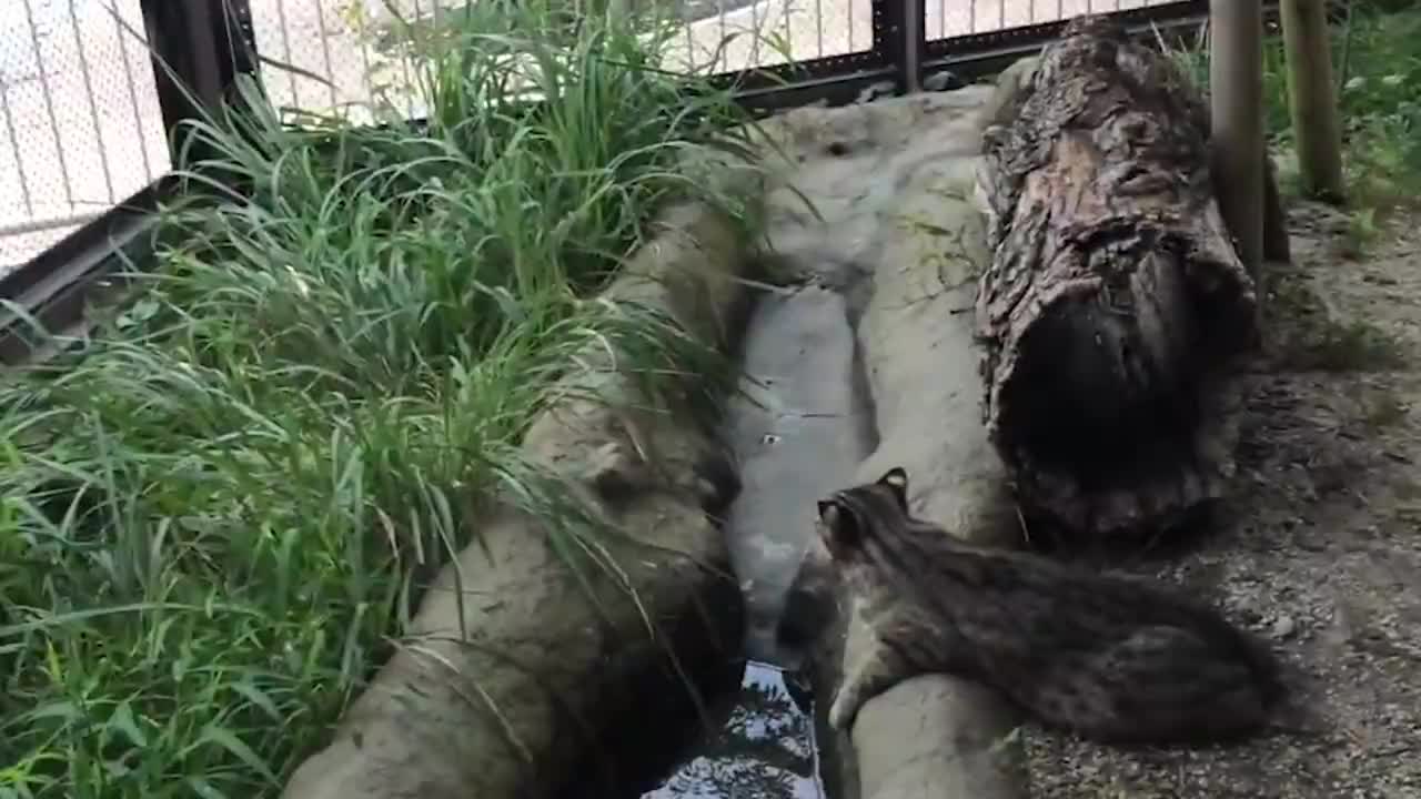 废弃的动物园竟然暗藏一条大白鲨,究竟怎么回事呢?