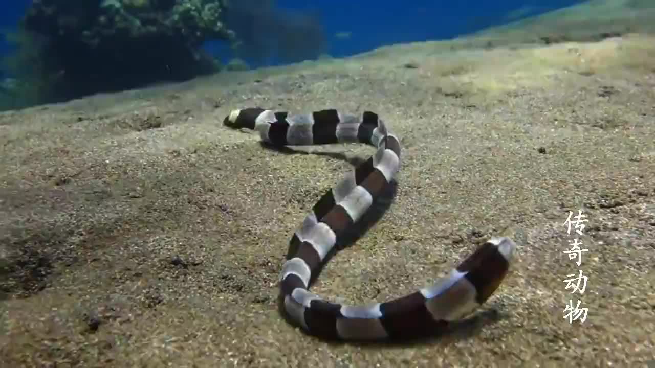 海底世界,一条带状蛇鳗钻进沙质海底捕食,镜头拍下全过程