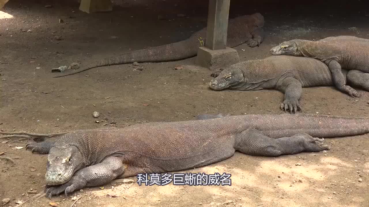 科莫多巨蜥唾液有多致命?滴进血液里,血液瞬间变"血旺"!