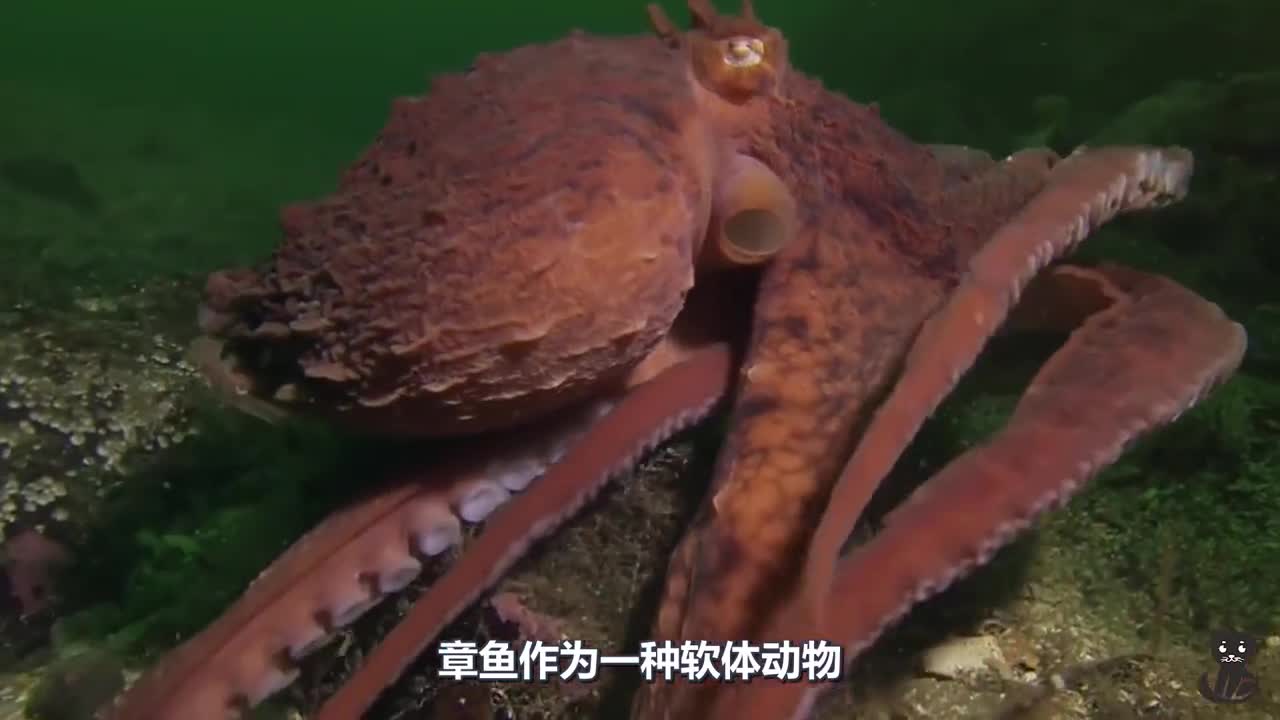 聪明的章鱼被锁进罐子里,它能成功逃离吗?镜头拍下全过程!