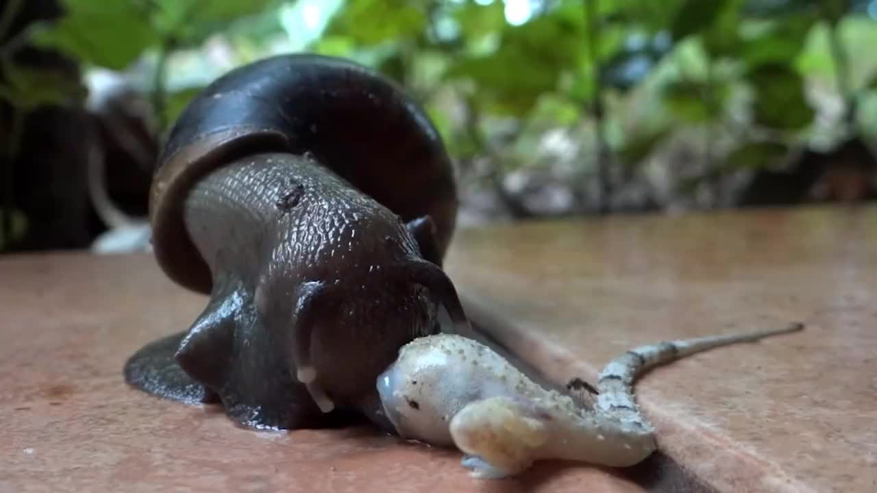 非洲大蜗牛有多吓人?蜥蜴直接被秒杀,被吞下半个脑袋!