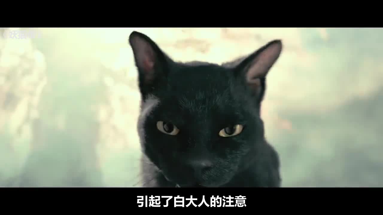《妖猫传》少年为守护爱人化为会说话的猫,千年守护在其身旁