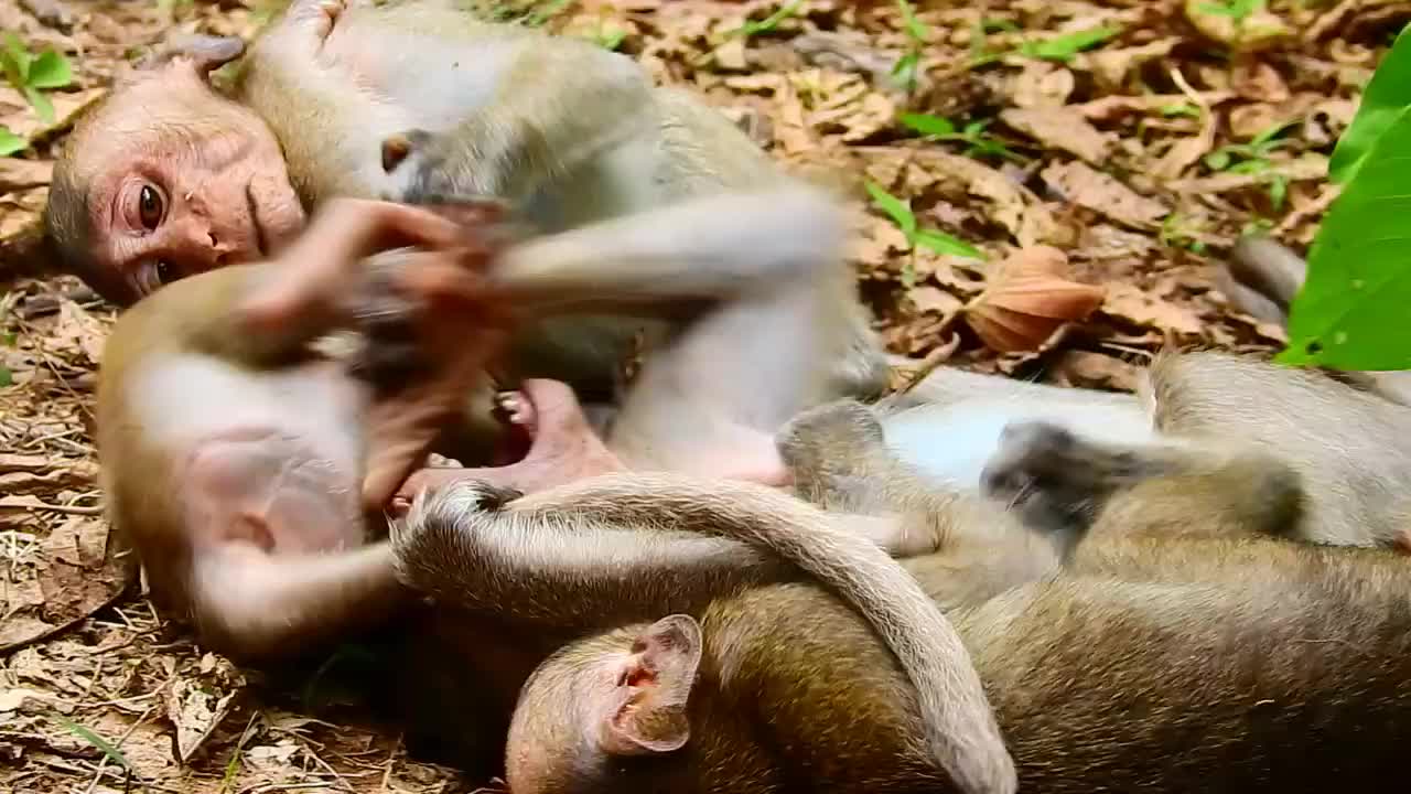 一群猴子展开激烈的打斗,真是一群随性的猴子!