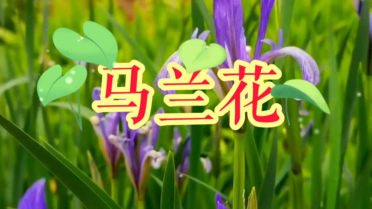 雲飛這首馬蘭花太好聽了分享給朋友們