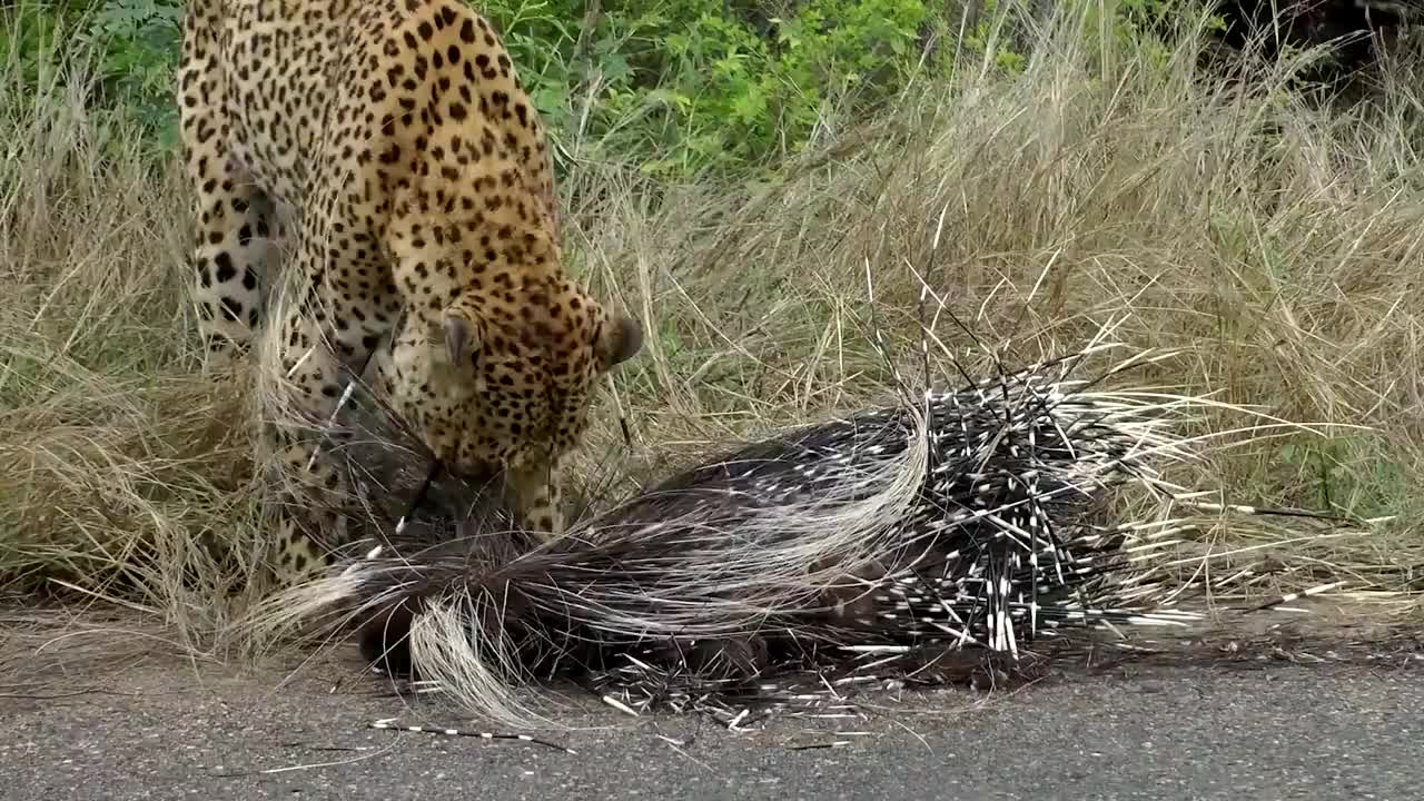 豹子杀死豪猪,无从下嘴的模样太可怜,豹子:太扎嘴了