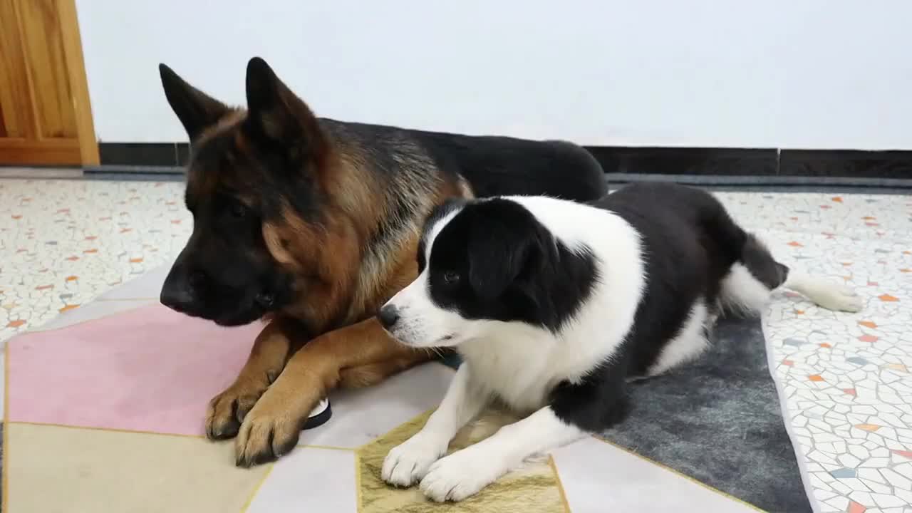 狗子成精了边牧和德牧玩按铃真是高手过招