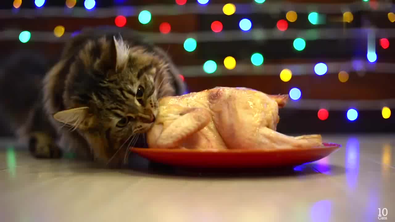 这群猫咪简直太幸福了晚餐直接吃烤全鸡