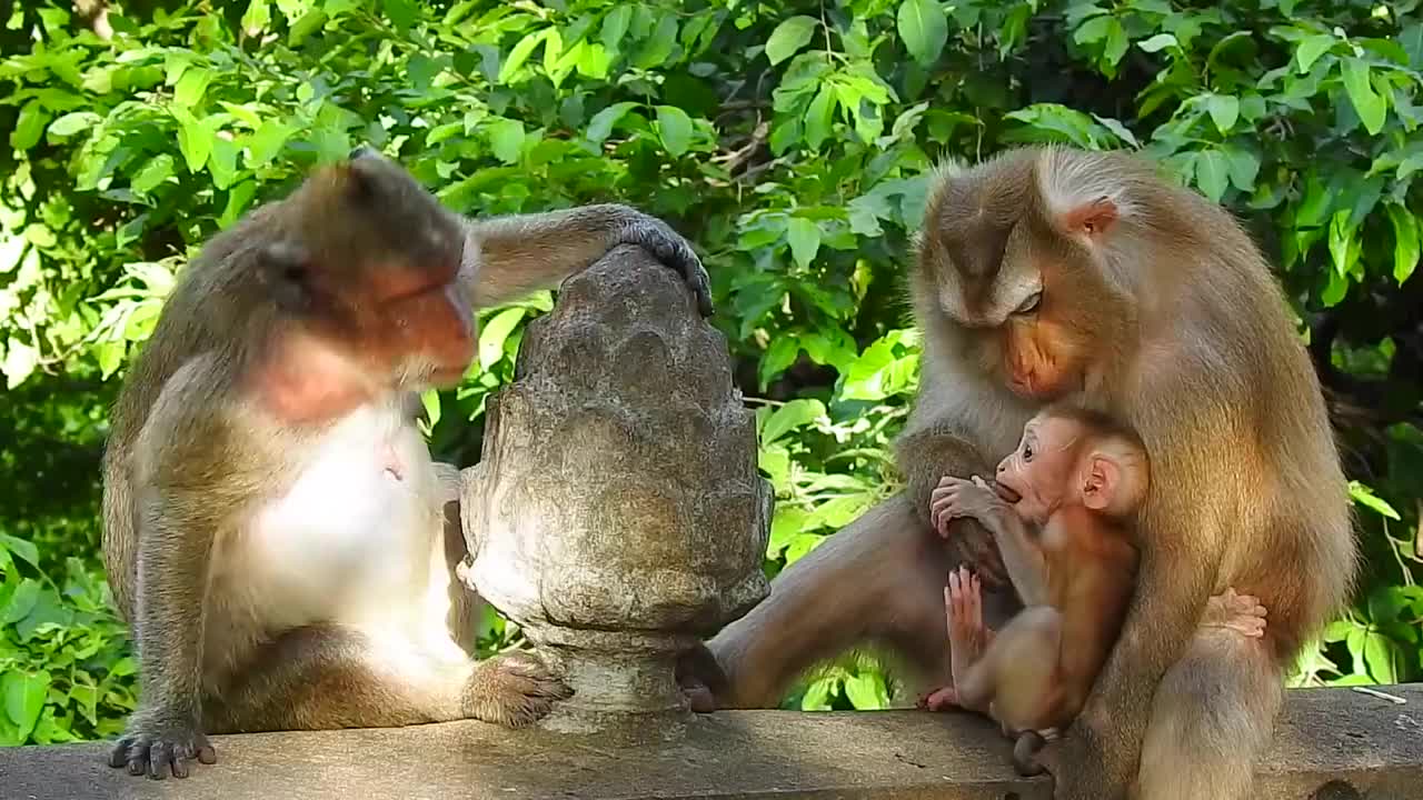 猴妈耐心陪伴亲吻那一瞬间鼻子酸了网友我还不如这只猴