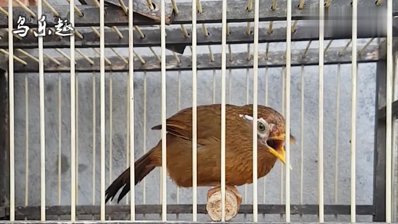 公画眉鸟大叫,叫声洪亮,清晰无杂音,拿给你的画眉鸟听听