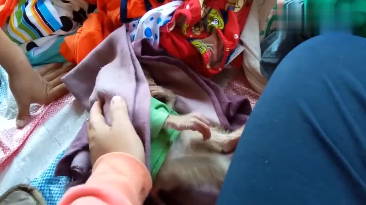 小猴子嘬着手指,躺着挠痒痒,太可爱了