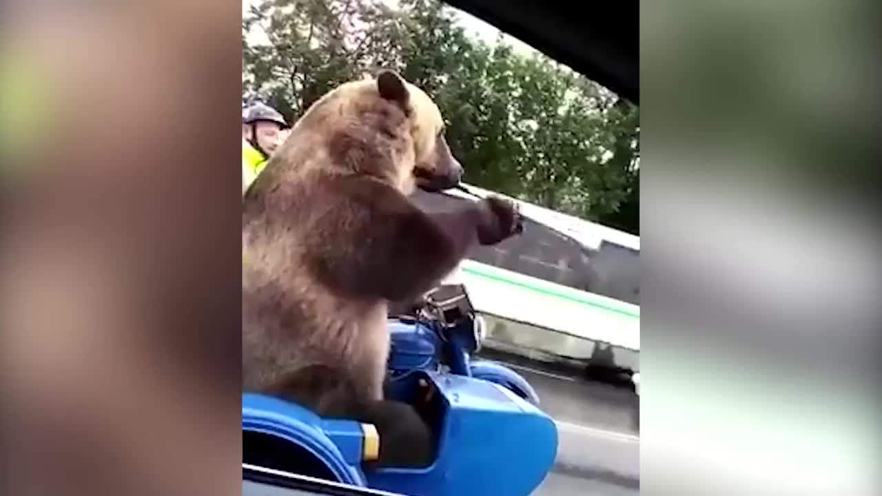 大熊出门遛弯，碰到<a href=