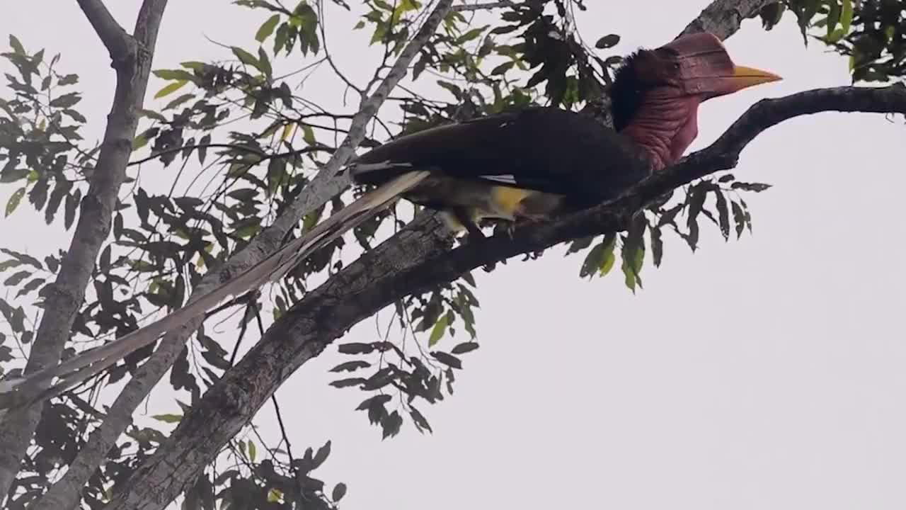 它的头骨价值连城,活着就被人"取骨",可取后便再无活路!