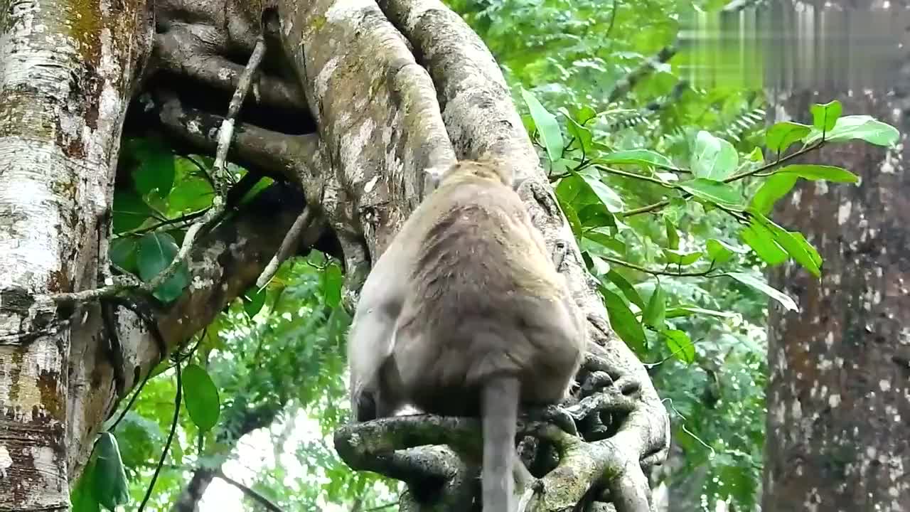 真是可憐,這隻猴子的嘴巴不知道為什麼受傷了