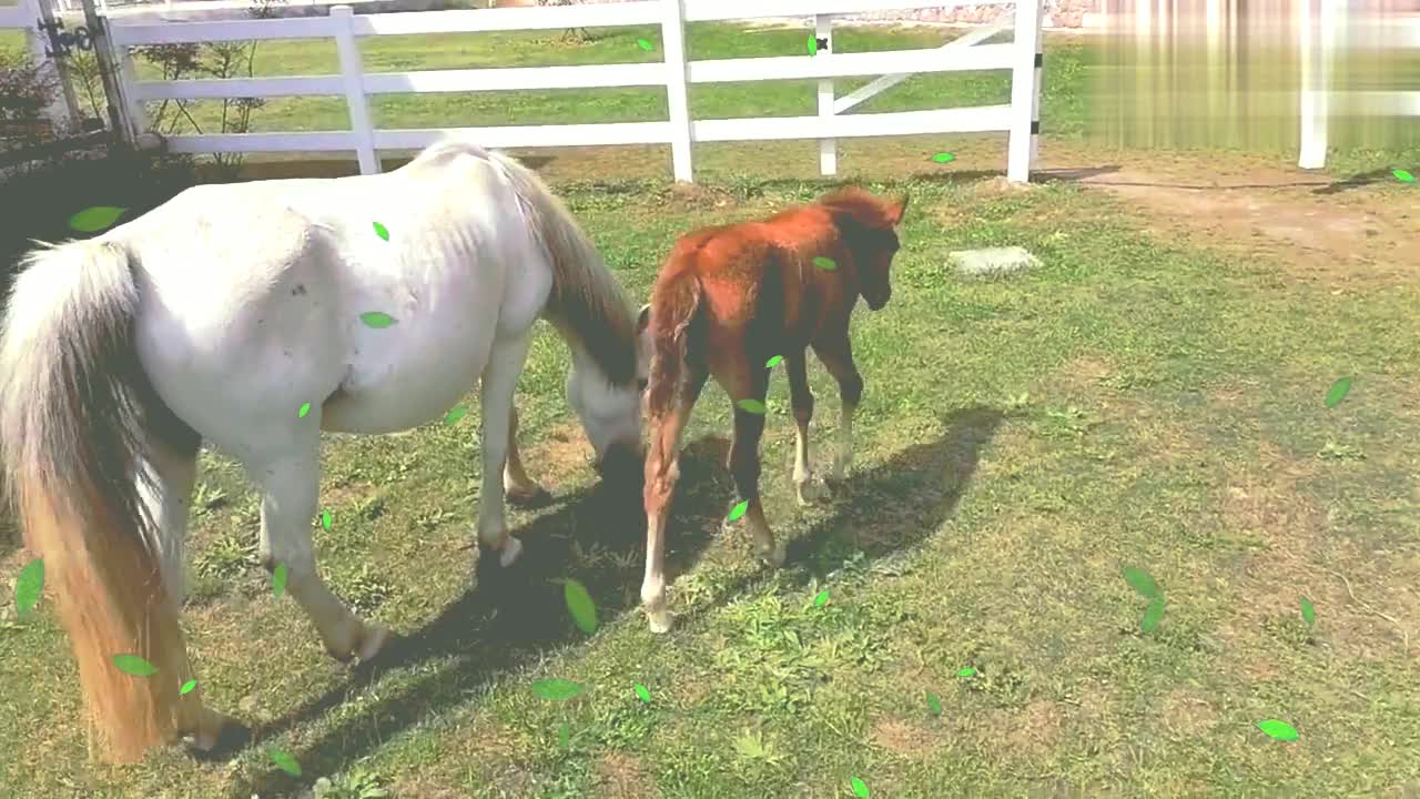 小马驹长大了,和妈妈惬意的吃青草,无忧无虑的样子真是太可爱啦