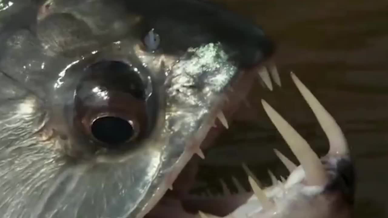 河中水怪巨型大暴牙专吃食人鱼