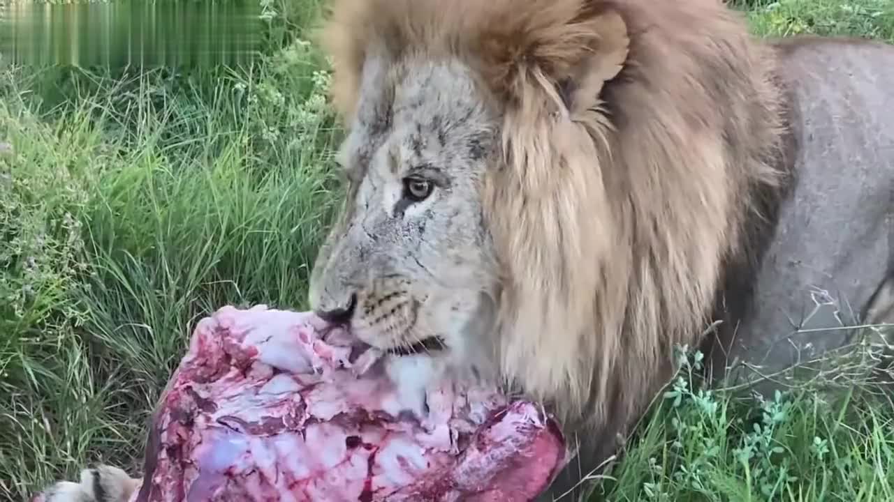 默默看着狮王吃肉狮子也有乖巧的一面