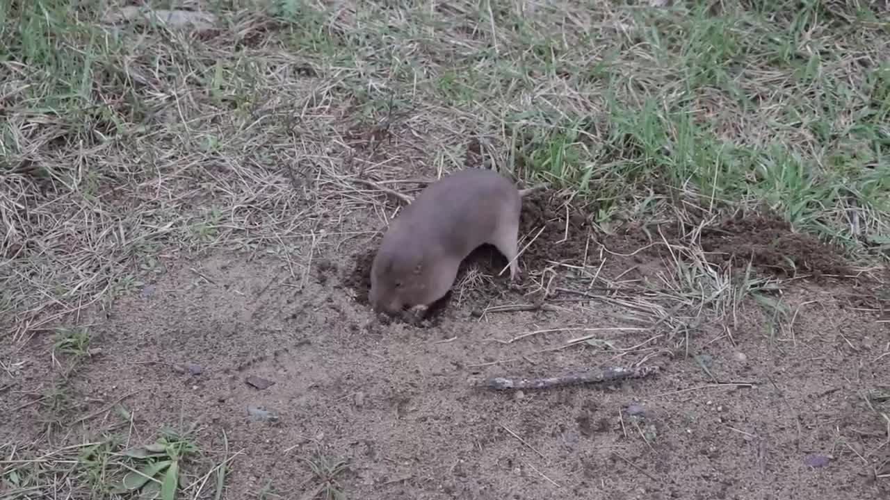 实拍耗子打洞,这家伙堪比小型挖掘机!