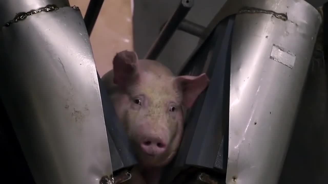 全自动杀猪电击爆头很多人没见过让猪快乐的死去