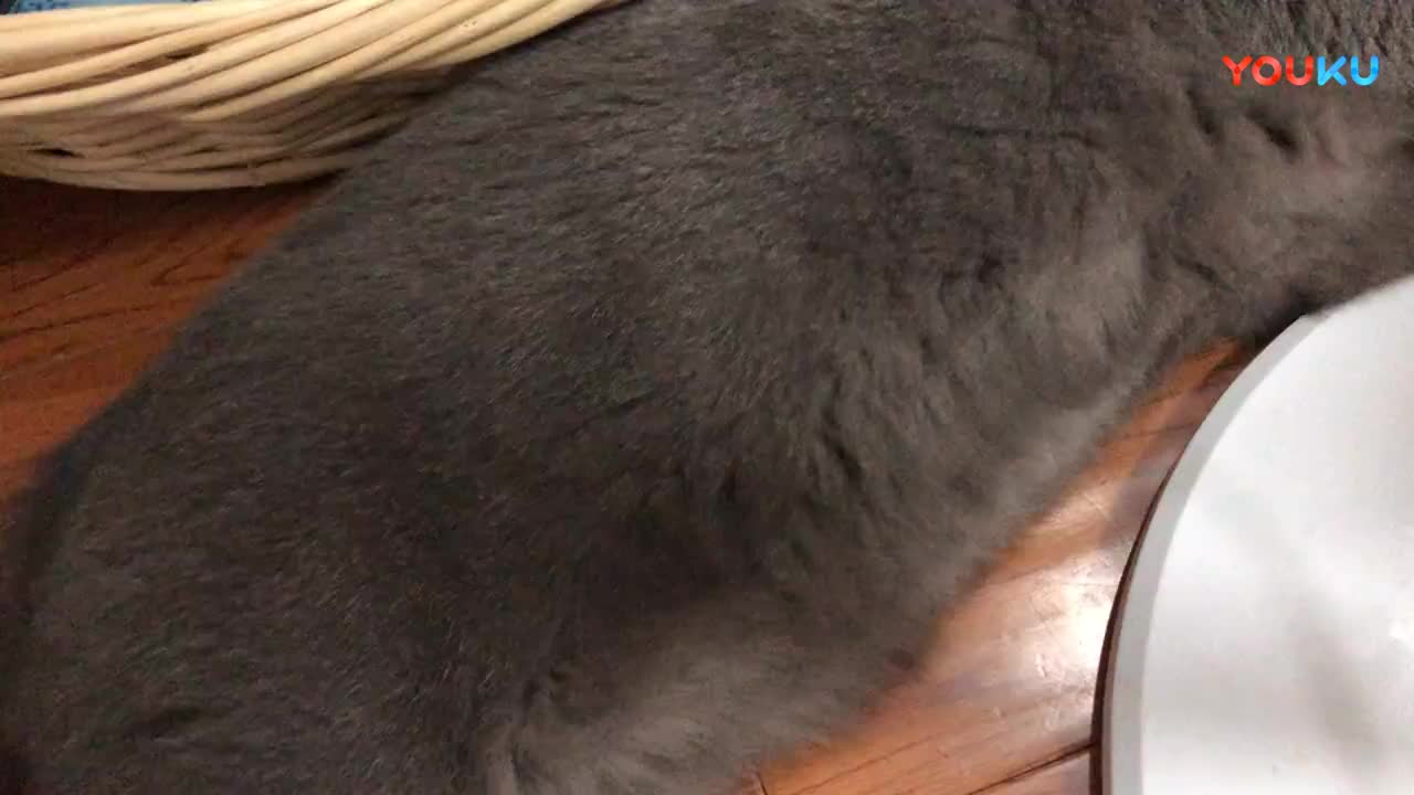 肥肥的猫图片 6826-610689b7efd1954805fc7902c2c2c8da.jpg