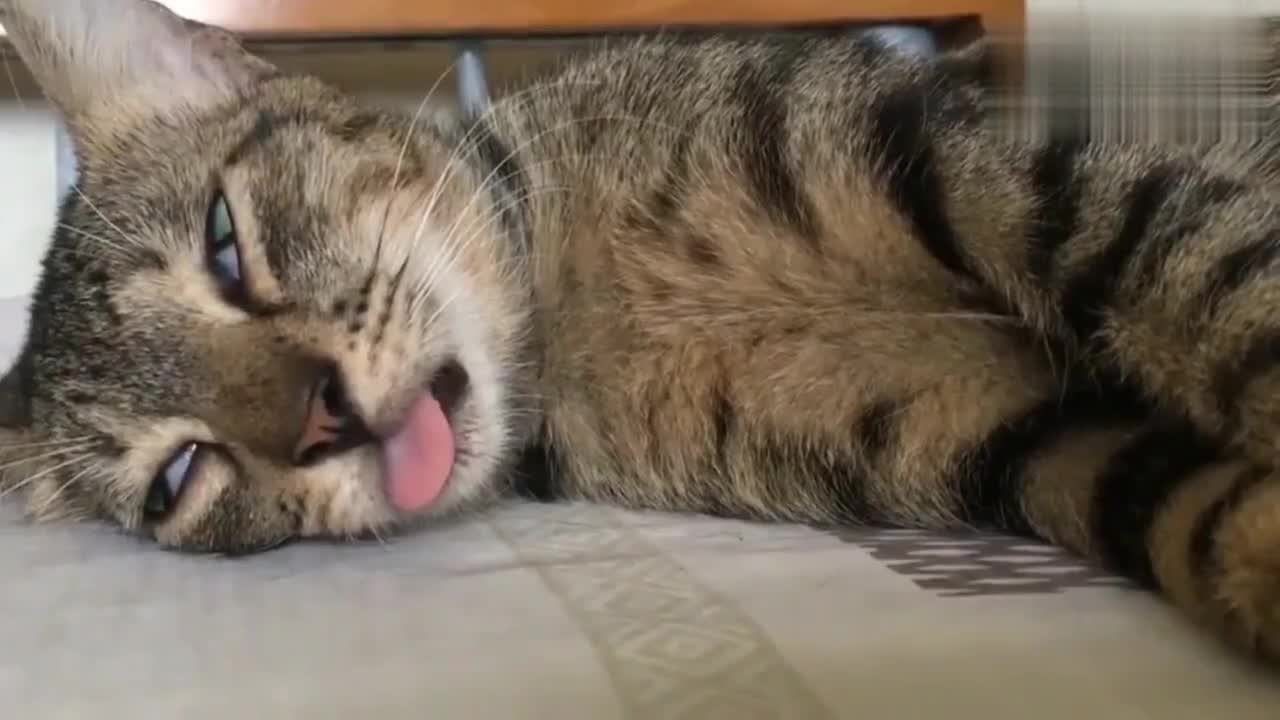 狸花猫做完绝育手术,麻药还没醒的样子真逗,一脸的绝望