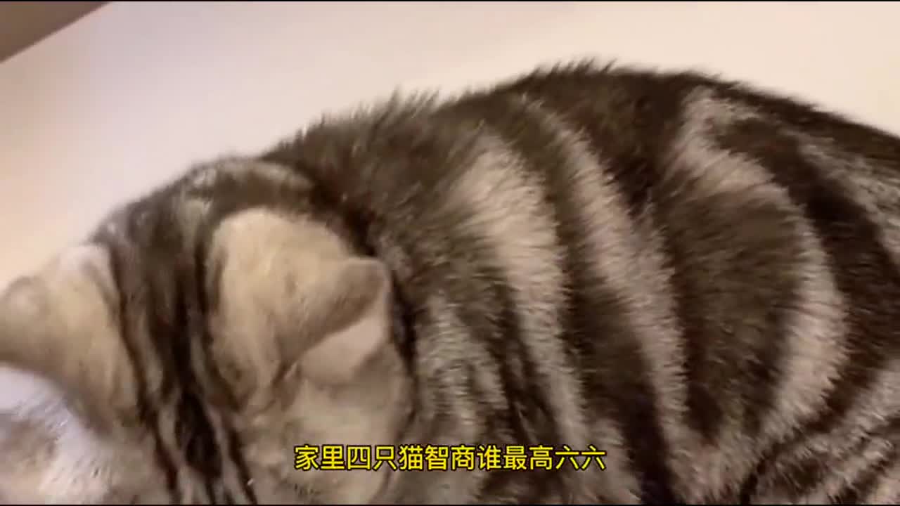 家里四只猫咪的智商测试，没想到二哈带大的猫咪最聪明！