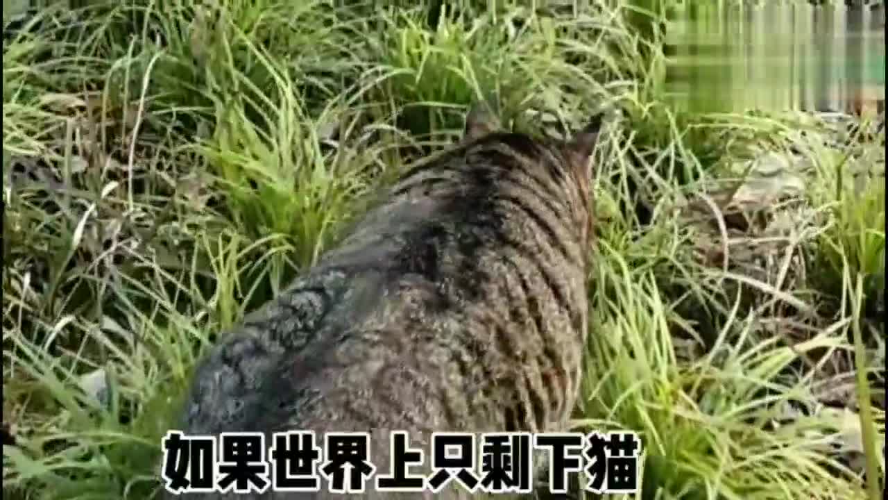 狸花猫：如果世界只剩下猫，那狸花猫一定是猫中老大