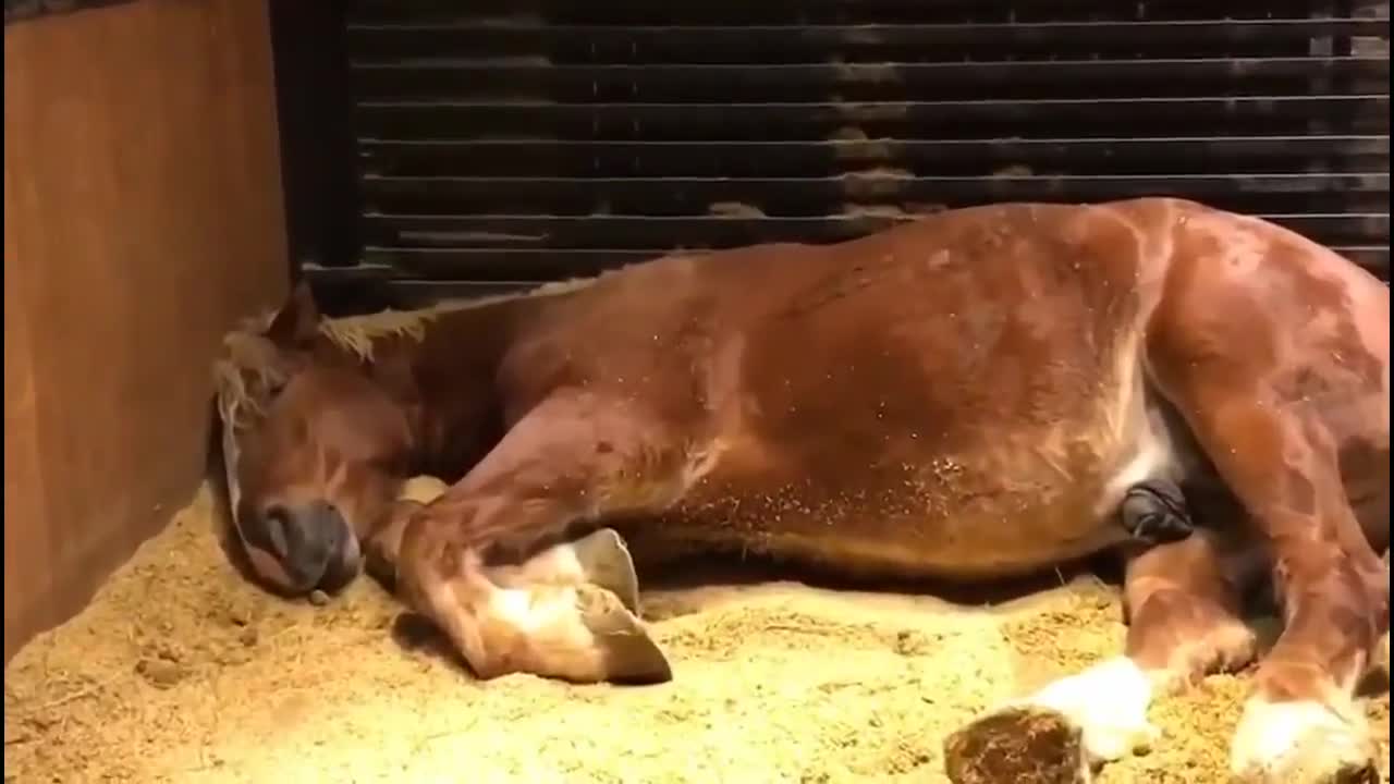 睡觉中的马到底是个啥样不仅打呼而且声音还特别大！