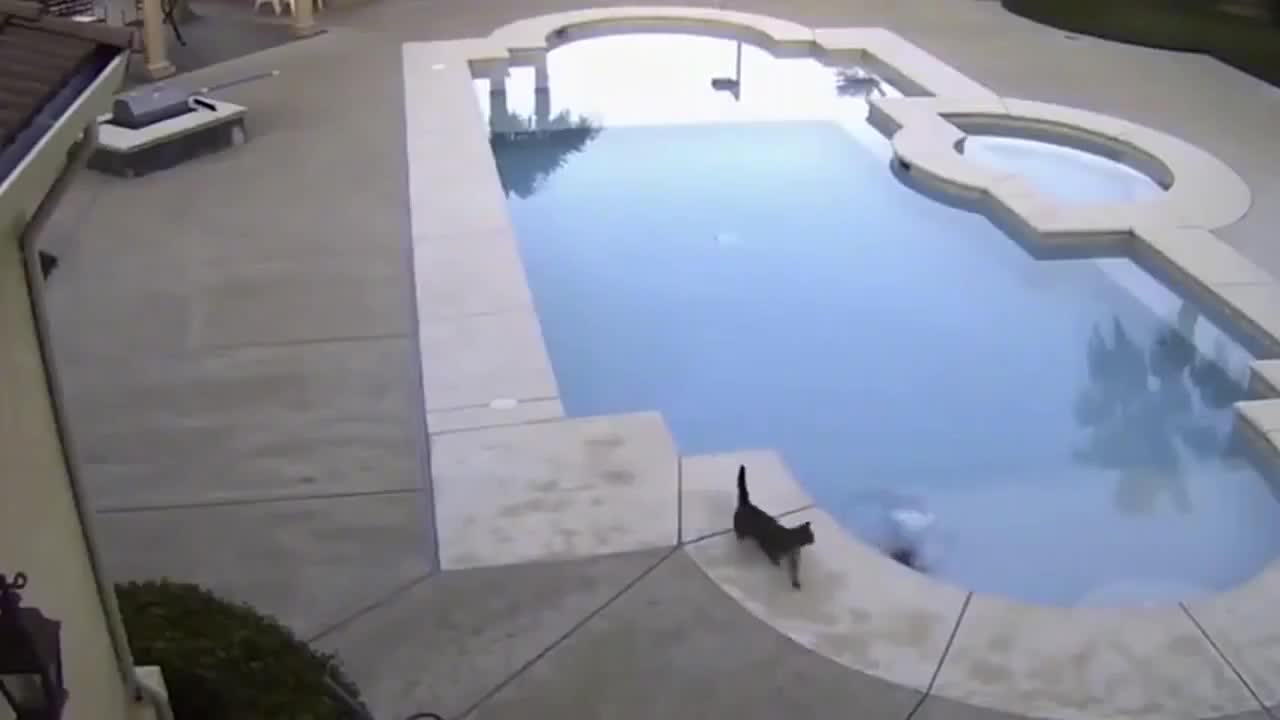 一只猫咪在泳池边喝水，另一只猫假装路过，下一秒您别笑