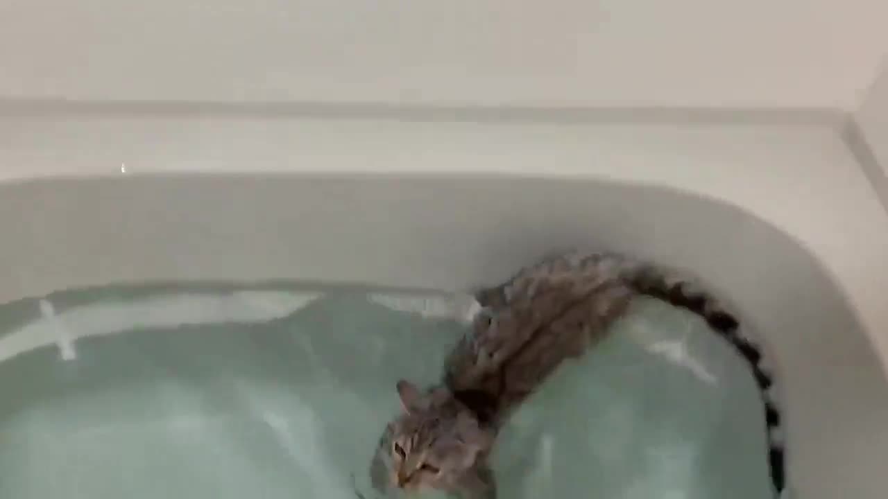 猫咪看到浴缸里的水，不仅不害怕，还下去玩了一会儿！