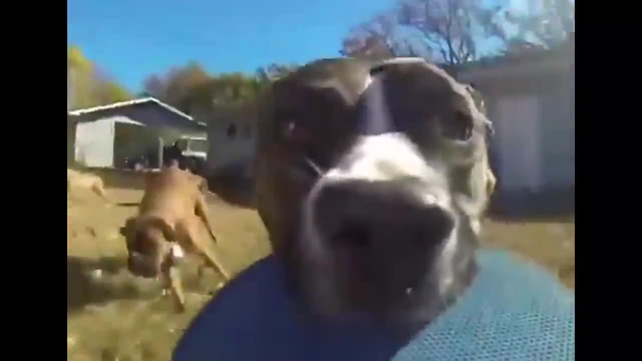 狗狗叼走了主人的摄像机，镜头记录下了它逃跑的全过程，太逗了！