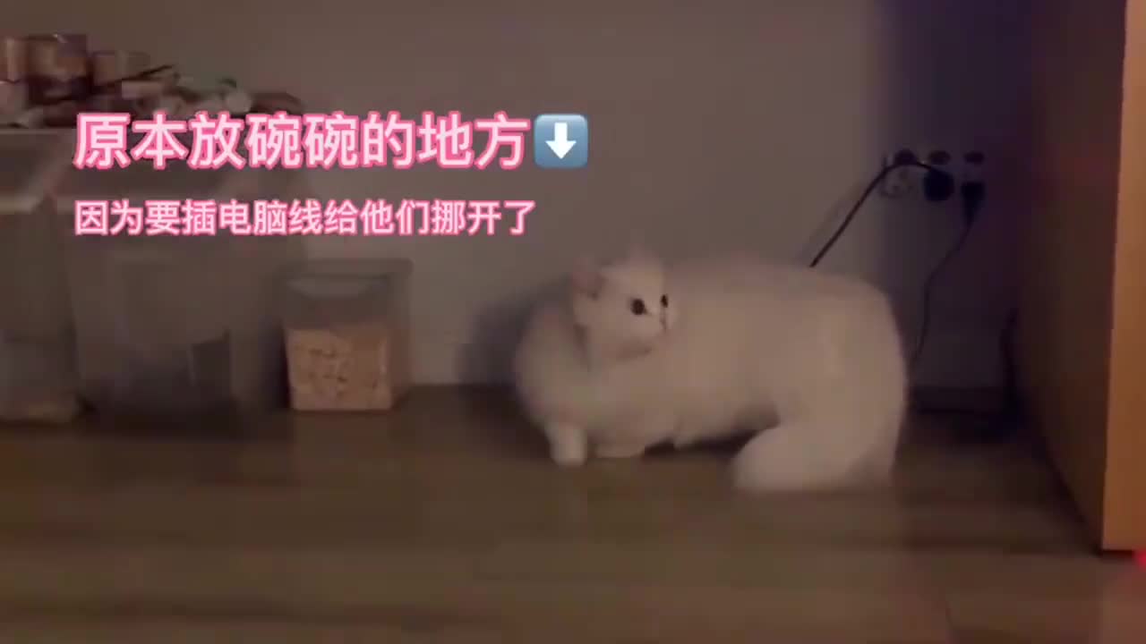 主人把猫咪的饭碗搬走了，猫咪发现后一直在叫唤，连主人都不理了