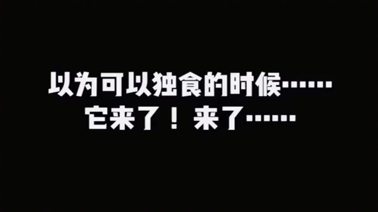 金毛这么喜欢吃螺蛳粉的吗，让它拿个碗装，结果居然拿了个盆！