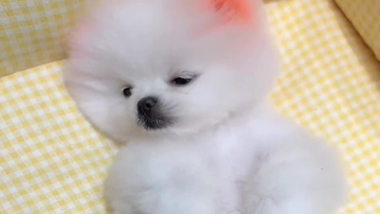 茶杯犬像不像上班的你哎呀这也太懒啦