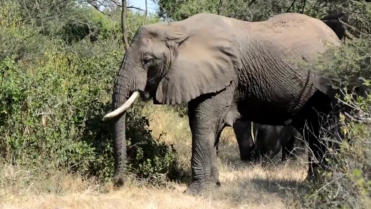 非洲人瓜分大象尸体,是真的喜欢吃大象肉吗?看完终于理解了!
