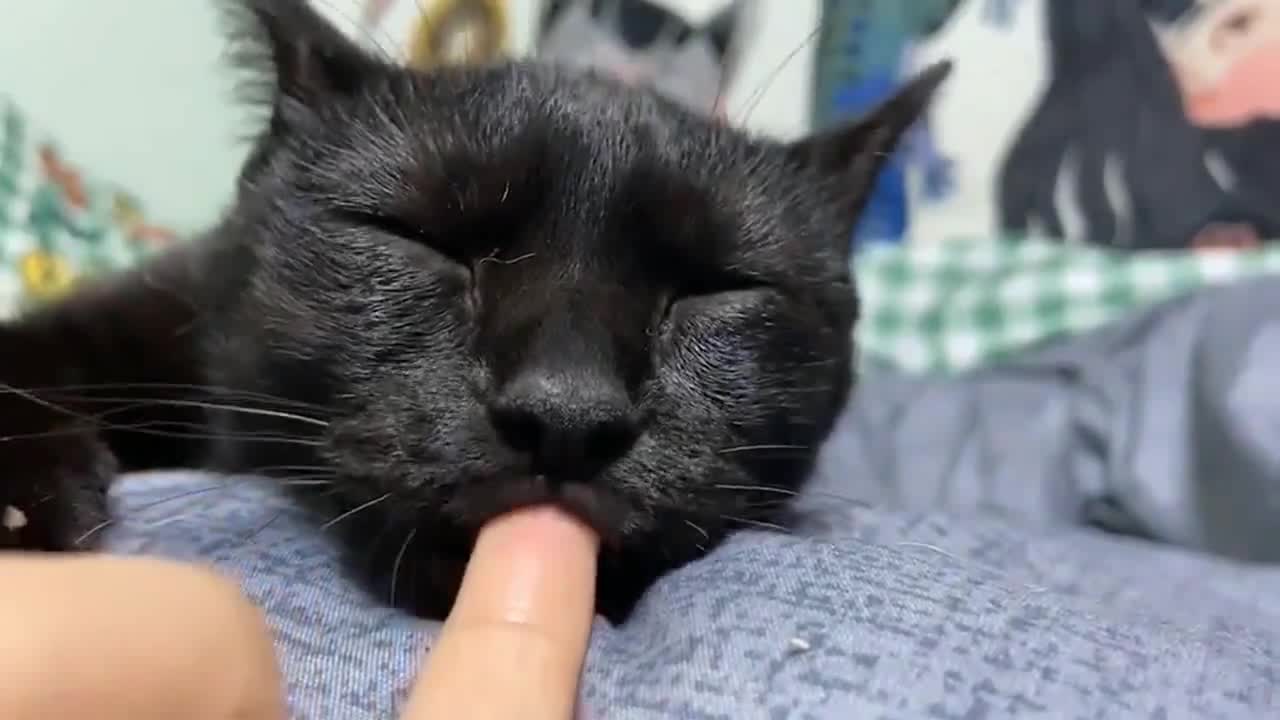 猫咪含着我的手指睡着我直接拔出来会不会揍我哈哈