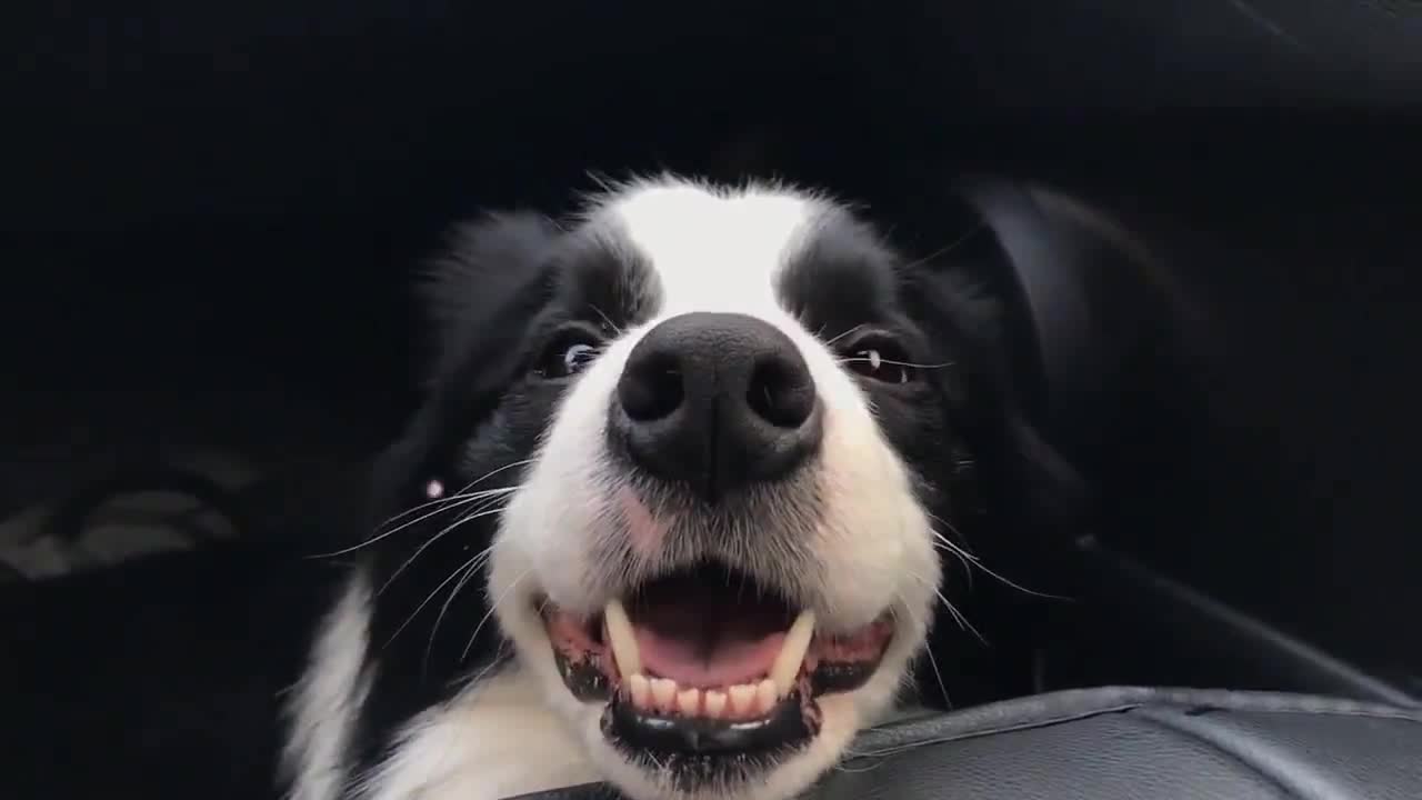 边牧这笑容也太治愈了