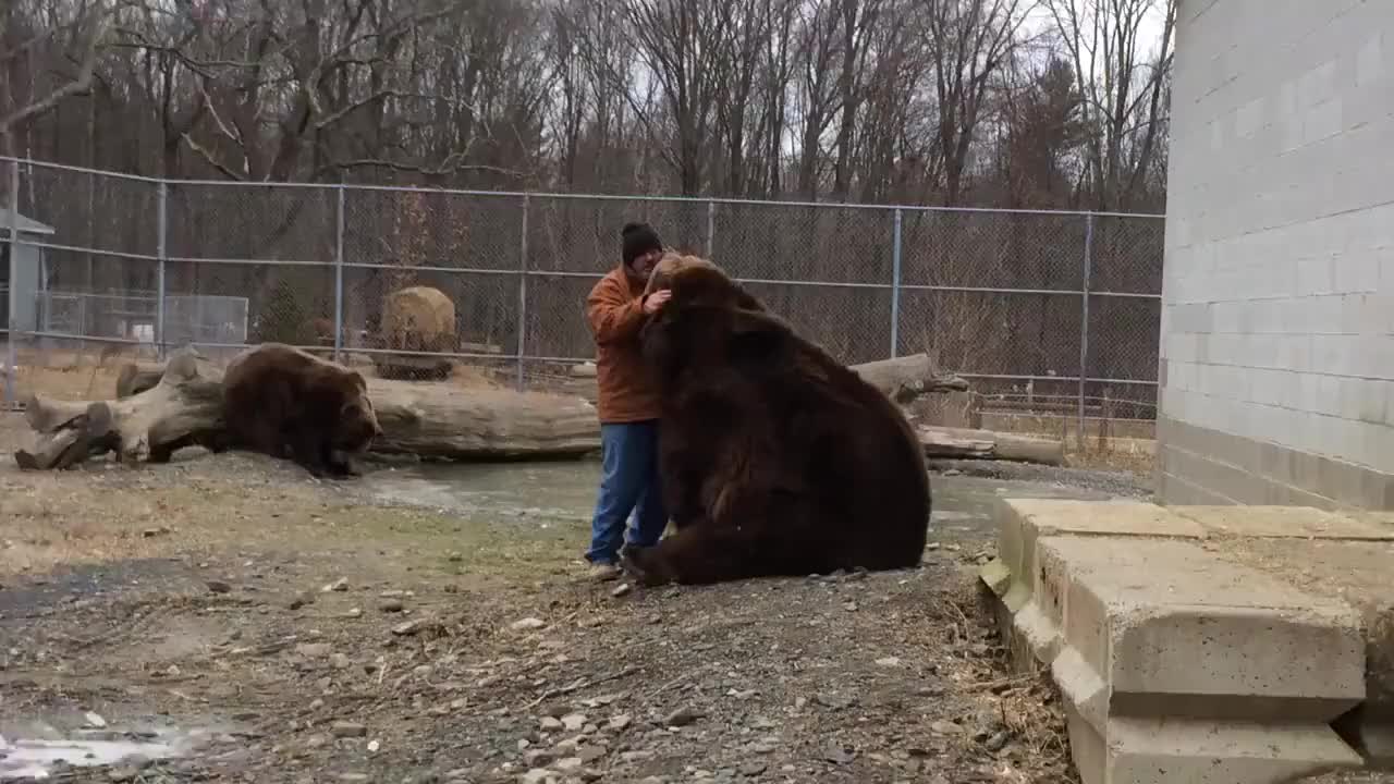 科迪亚克棕熊和人的体型对比