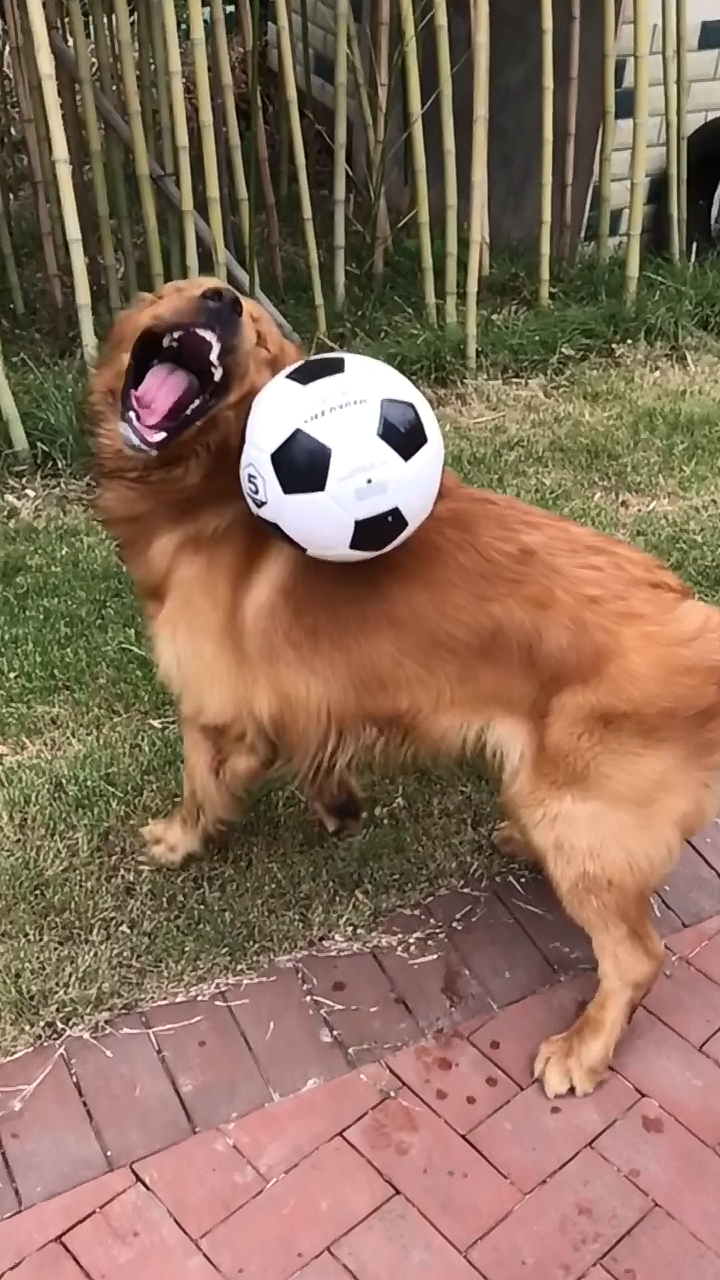 主人学抖音让金毛接球,不料狗狗被球砸中,汪张嘴就嚎啕大哭起来
