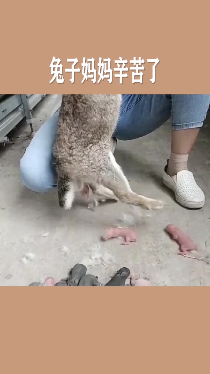 兔子妈妈第一次生孩子,紧张到不会生,要主人帮助产下孩子
