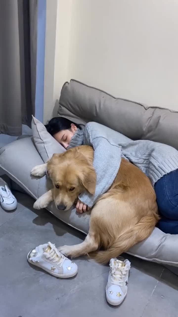 主人抱着狗狗,狗狗完全不敢动,太乖了!