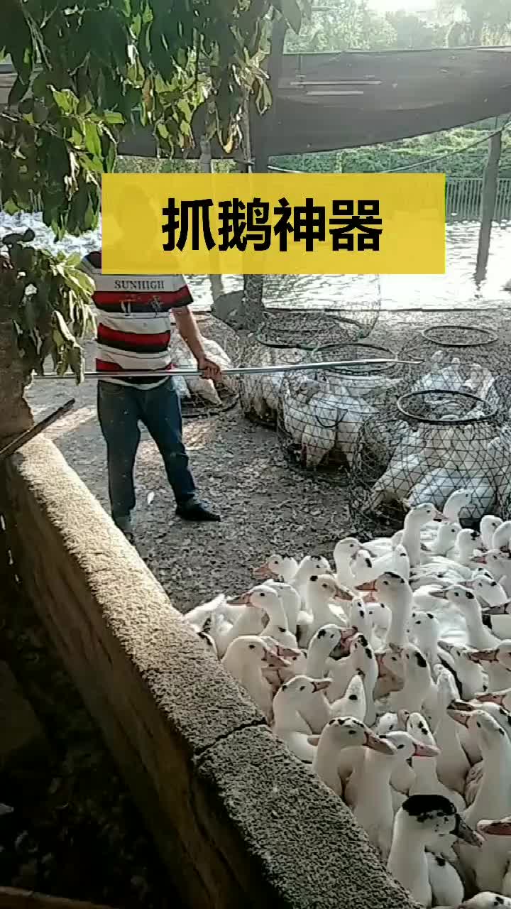 这是什么神器,这样抓鹅省事多了,真是活久见!_手机新浪网