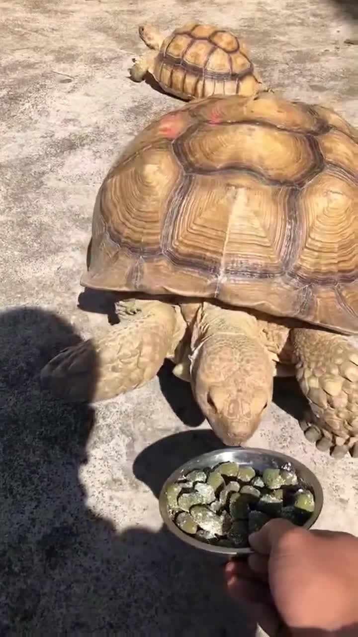乌龟日常饲养 世界第三大陆龟苏卡达