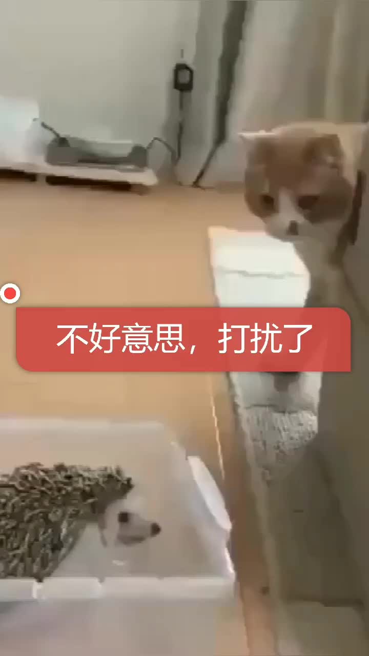 猫咪挑衅刺猬,不料自讨没趣,看猫咪如何化解尴尬