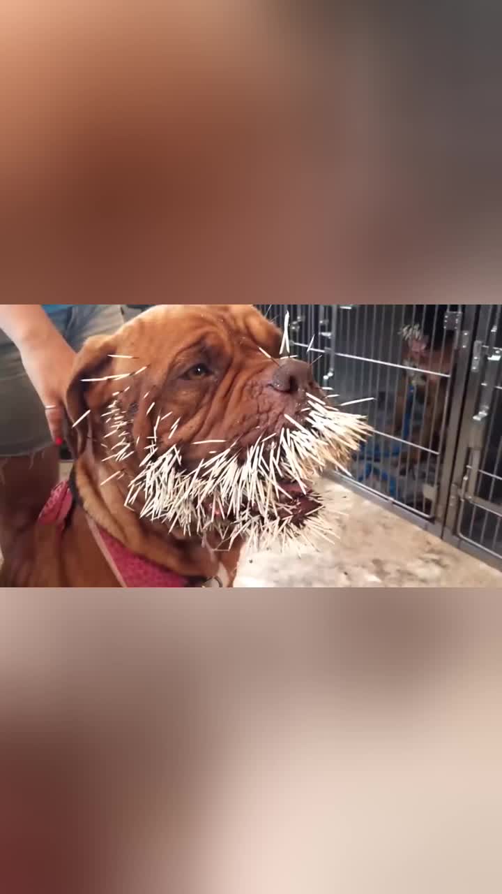 凶狠比特犬大战豪猪场面激烈异常镜头记录恐怖一幕