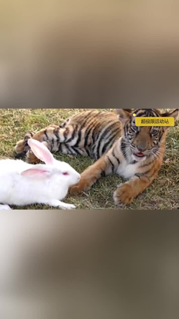 兔子和老虎之间奇妙的友情,两个都好可爱,气氛和谐__财经头条