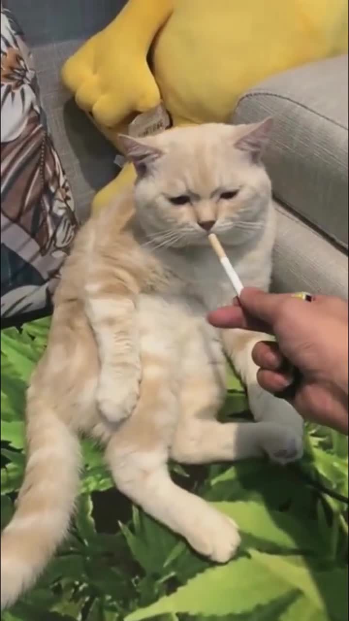 看起来猫咪作为大哥不太喜欢抽烟