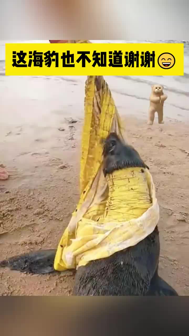 这海豹还真不知道感恩，太喜人了！